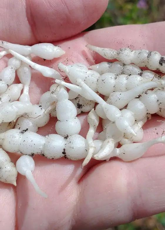 Florida Native Betony Plant bare-root tubers with white segmented roots for meadows on Tampa Home & Garden Store