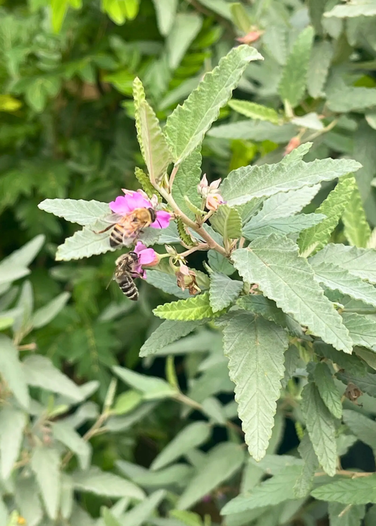 Melochia tomentosa Florida native tea bush with pink blossoms and serrated leaves on Tampa Home & Garden Store