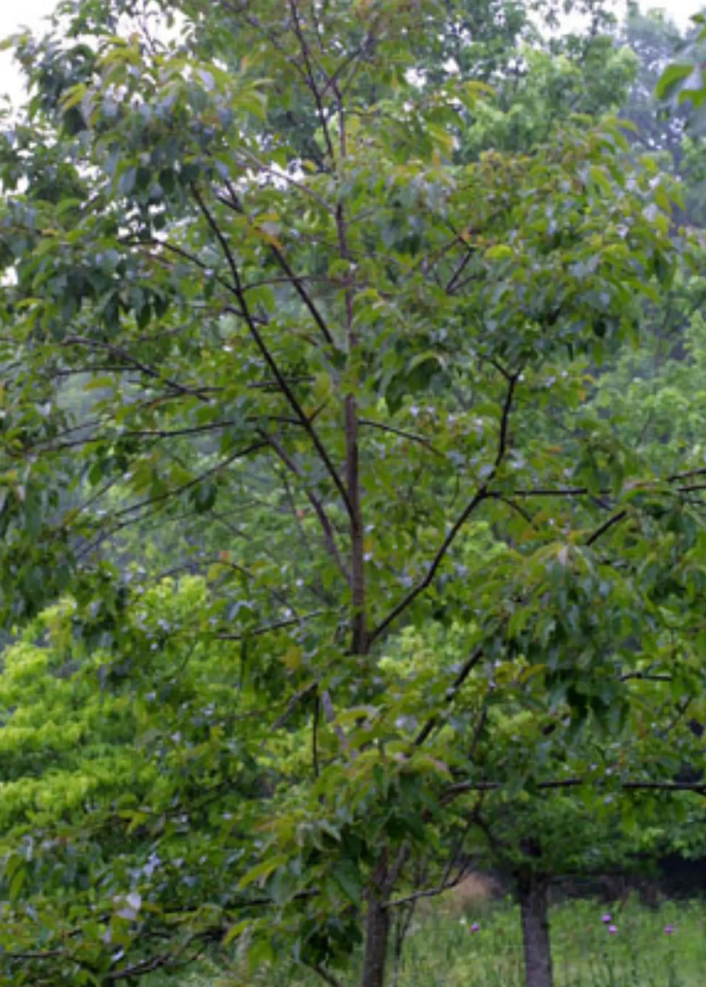 Florida Native Persimmon Seedling Tree with dense green foliage in a lush garden setting on Tampa Home & Garden Store