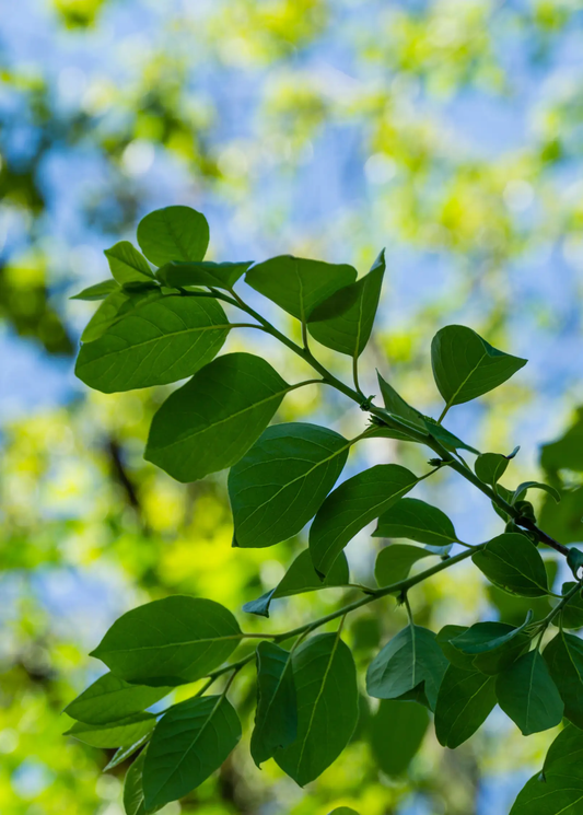 Florida Native Persimmon Seedling Tree with lush green leaves against a blue sky on Tampa Home & Garden Store