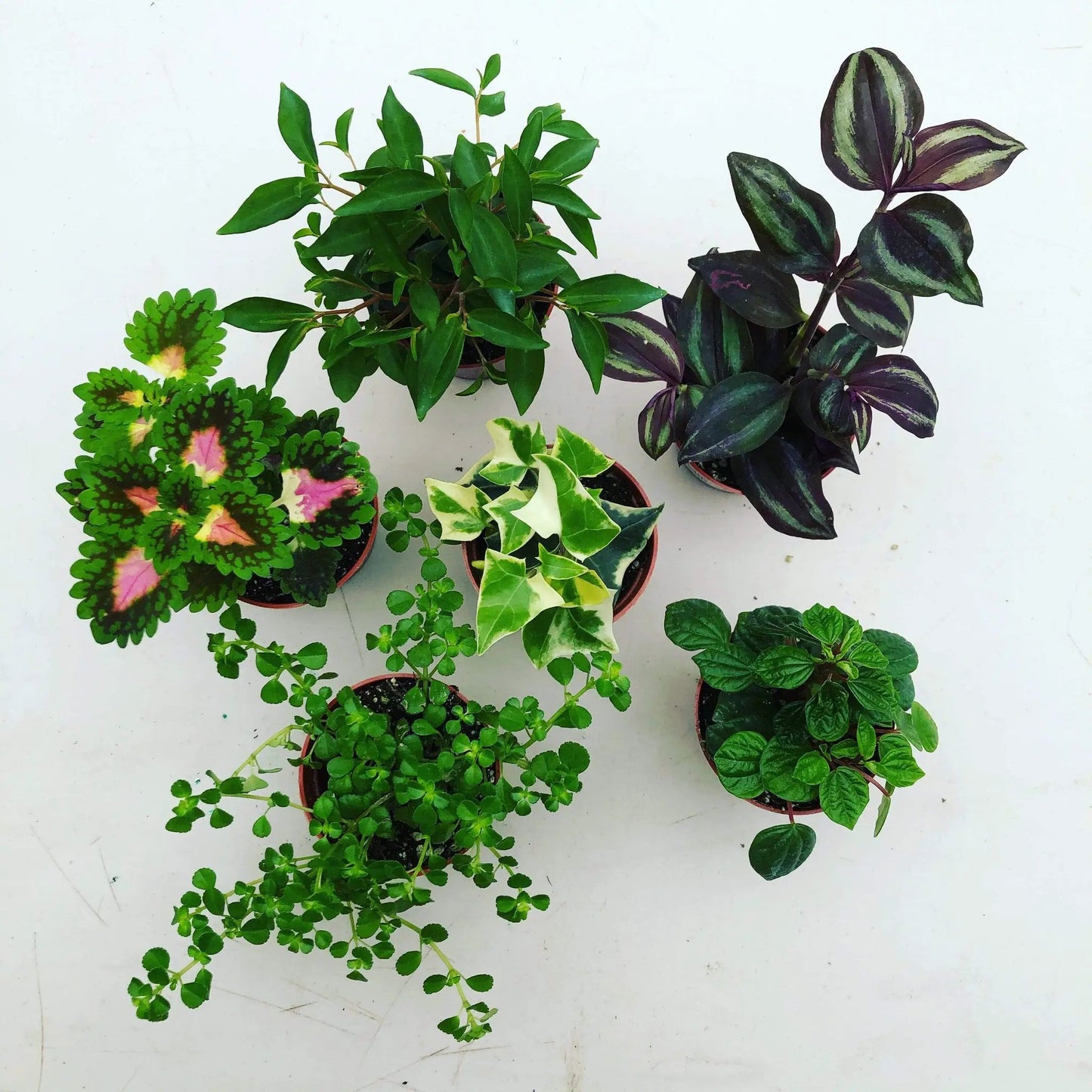 Foliage Gift Box 6 Pack houseplants with green, purple and variegated leaves from The Plant Farm on Tampa Home & Garden Store