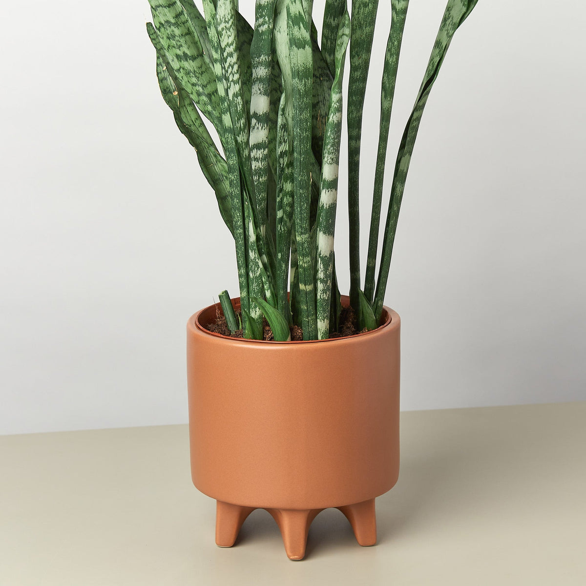 Stone Footed Planter with tall variegated snake plant stems in a warm terracotta pot on Tampa Home & Garden Store