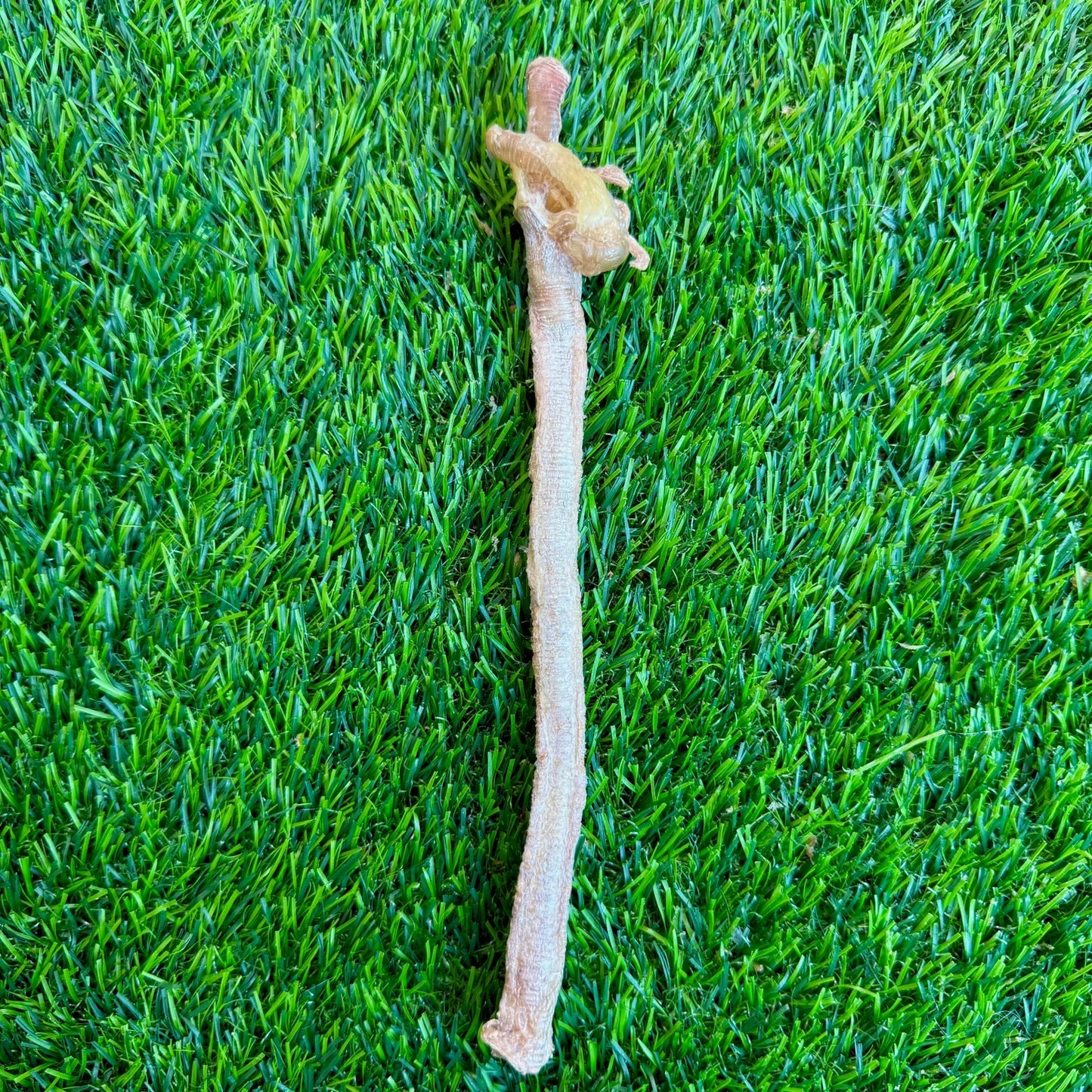Freeze-Dried Duck Trachea - 1 Count - Tampa Home & Garden Store