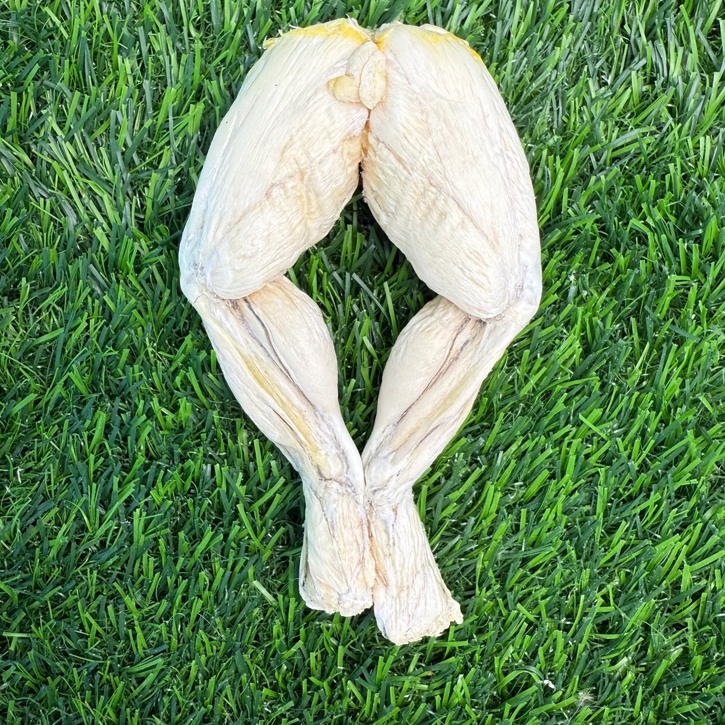 Freeze-Dried Frog Legs - 1 Count - Tampa Home & Garden Store