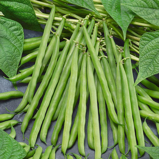 French Garden Bean Seeds (Organic) - Tampa Home & Garden Store