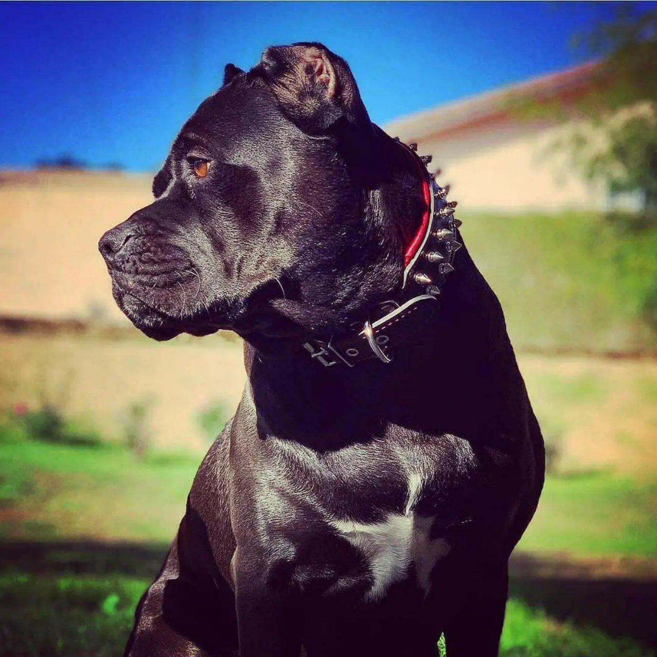 Bestia Frenchie Collar for small dogs with soft cushion, black collar with spikes on Tampa Home & Garden Store