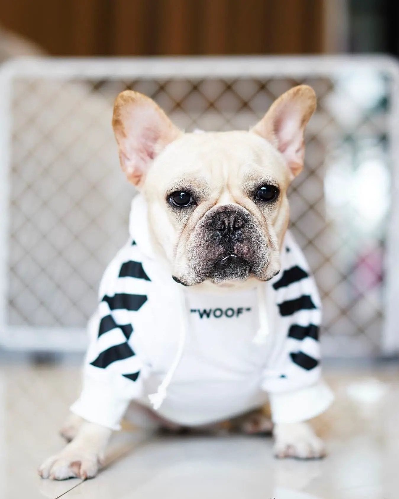 Woof Dog Hoodie by Fresh Pawz, white hoodie with black striped sleeves on a French Bulldog on Tampa Home & Garden Store