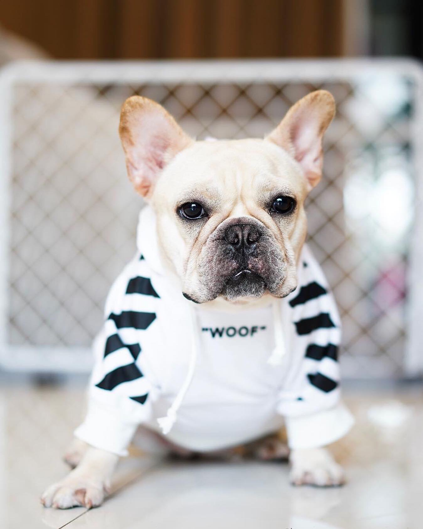 Fresh Pawz Woof Dog Hoodie - Tampa Home & Garden Store