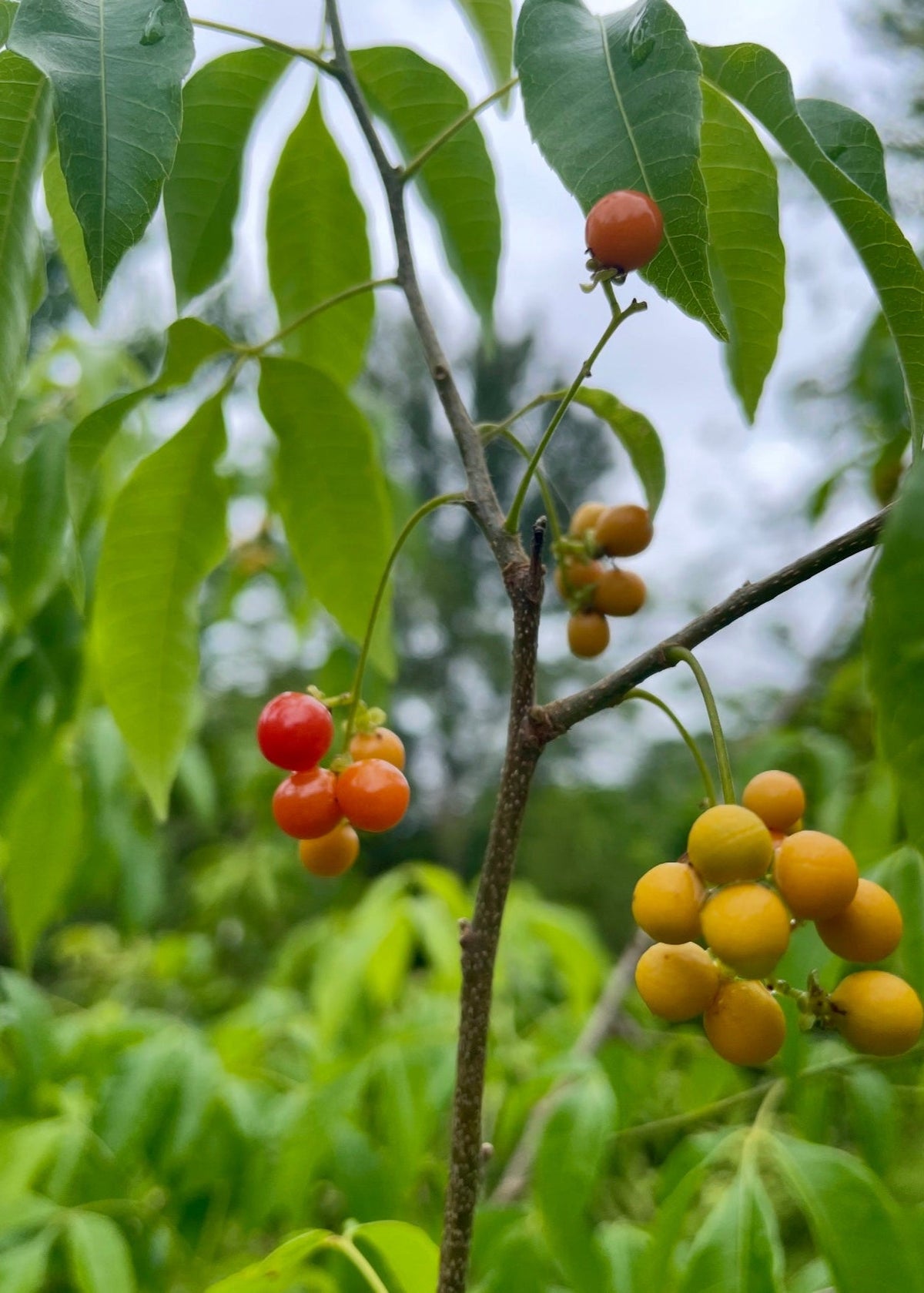 Chal Chal Allophylus edulis tropical fruit tree with red-orange berry clusters Sow Exotic on Tampa Home & Garden Store