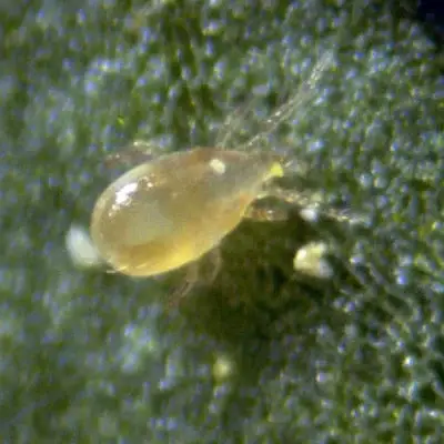 GrowersHouse Amblyseius Cucumeris for Thrips
