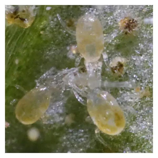 Amblyseius californicus predatory mites yellow oval on leaf with light webbing Growers House Auto on Tampa Home & Garden Store