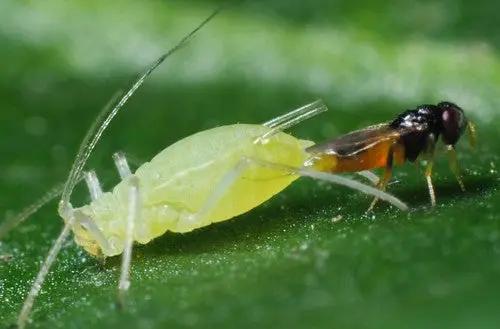 GrowersHouse Aphelinus Abdominalis for Aphids