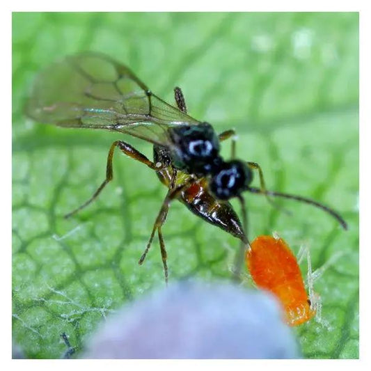 GrowersHouse Aphidius colemani wasp on green leaf beside orange aphid on Tampa Home & Garden Store