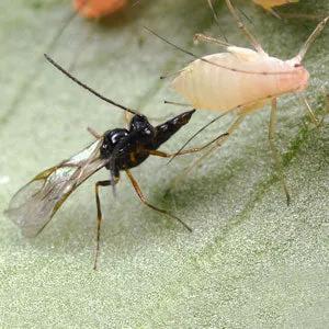 GrowersHouse Aphidius ervi wasp; black body, clear wings beside pale aphid on Tampa Home & Garden Store