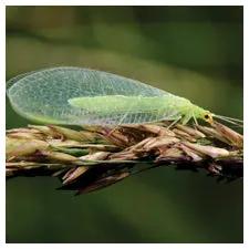 Growers House Auto Chrysoperla rufilabris green lacewing on twig for aphid control on Tampa Home & Garden Store