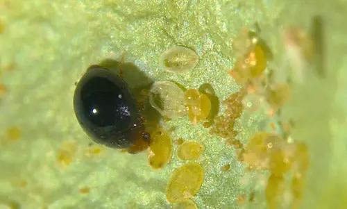 Delphastus Catalinae Controls Whiteflies
