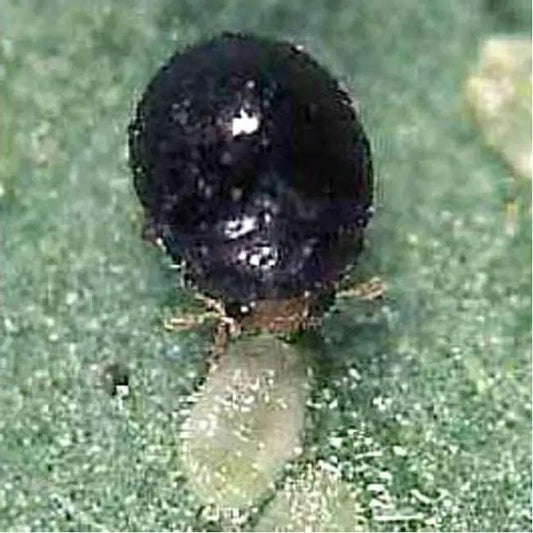 GrowersHouse Delphastus catalinae whitefly control beetle with black body on green leaf on Tampa Home & Garden Store