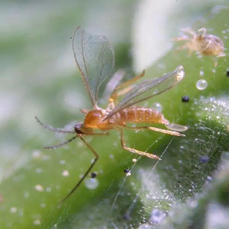 Feltiella Acarisuga Midge for Spider Mites