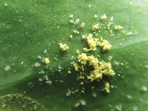 Nutrimite food for Orius & Dicyphus on leaf with yellow granules GrowersHouse on Tampa Home & Garden Store