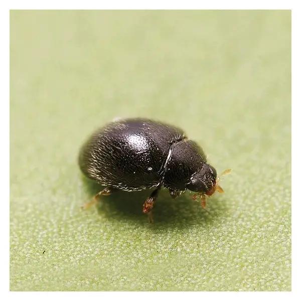 Stethorus punctillum Controls Two Spotted Mites