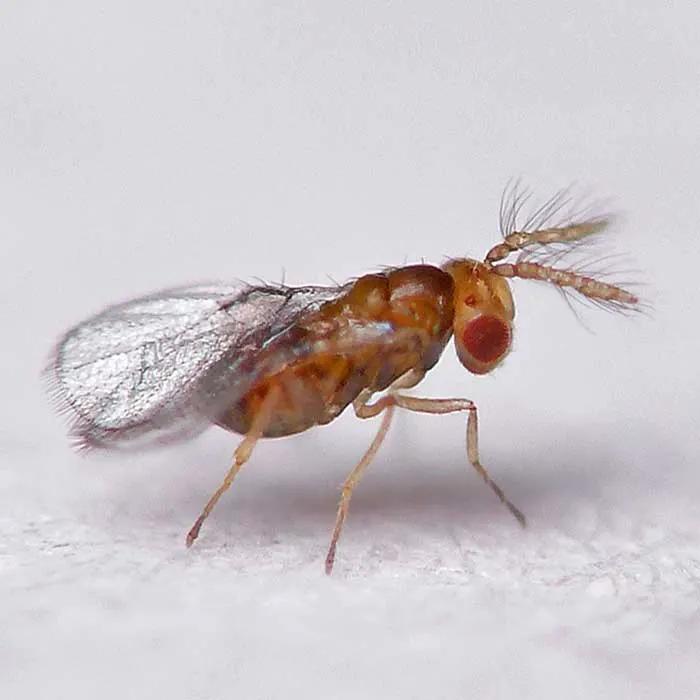 GrowersHouse Trichogramma Brassicae Looper