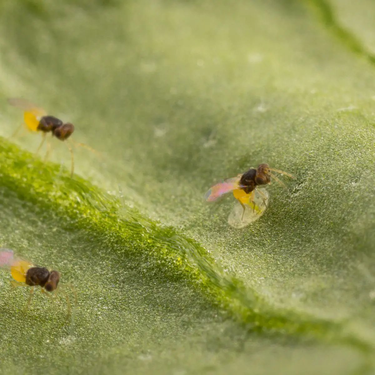 Encarsia Formosa in Whitefly Biocontrol Solutions