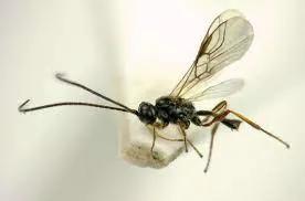 GrowersHouse Dacnusa sibirica leaf miner control wasp with long antennae on white background on Tampa Home & Garden Store
