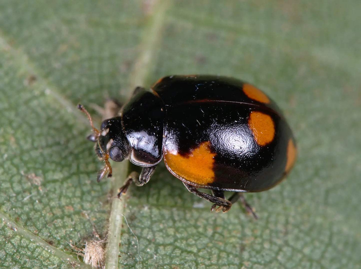 Adalia bipunctata Aphid Control for Gardens