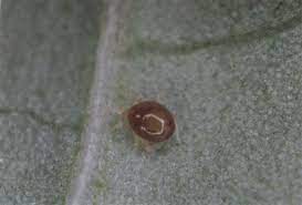 GrowersHouse Amblyseius degenerans predatory mite on leaf surface oval thrips control 1 mite on Tampa Home & Garden Store