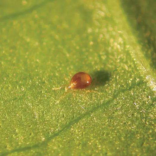 GrowersHouse Amblyseius Degenerans Thrips Control