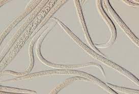 Nematodes Mix for Soil Pest Control NEMAforce