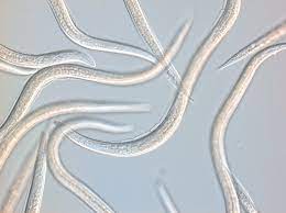 Nematodes NEMAforce S.carpocapsae, H. bacteriophora mix, white worm-like soil organisms on Tampa Home & Garden Store