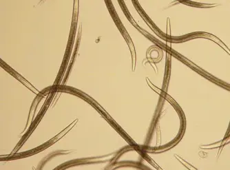 NEMAforce SK Steinernema kraussei nematodes for Vine weevil larvae, brown slender worms on Tampa Home & Garden Store