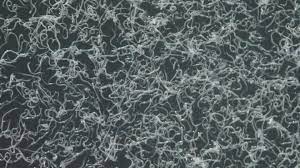 NEMAforce SK Steinernema Kraussei for Vine Weevil