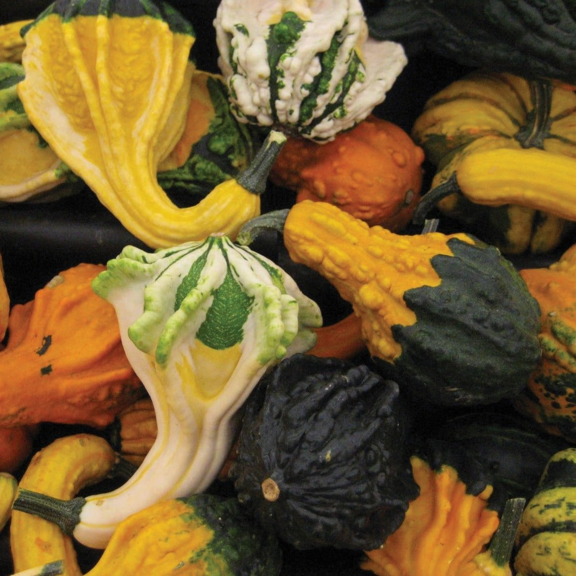 Cornucopia Gourd Mix seeds assortment of decorative gourds in yellow, white, orange on Tampa Home & Garden Store