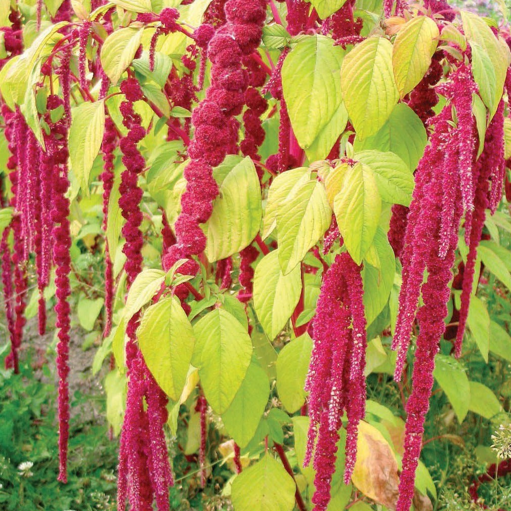 Love Lies Bleeding Amaranth seeds with long crimson tassels and lime-green leaves on Tampa Home & Garden Store