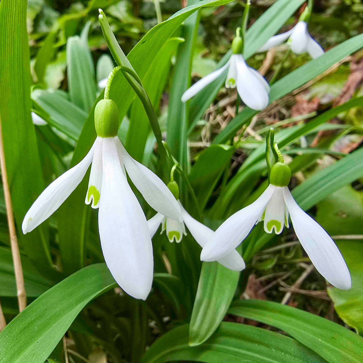 Snowdrops plant with white bell flowers and green leaves Live Good Logistics on Tampa Home & Garden Store