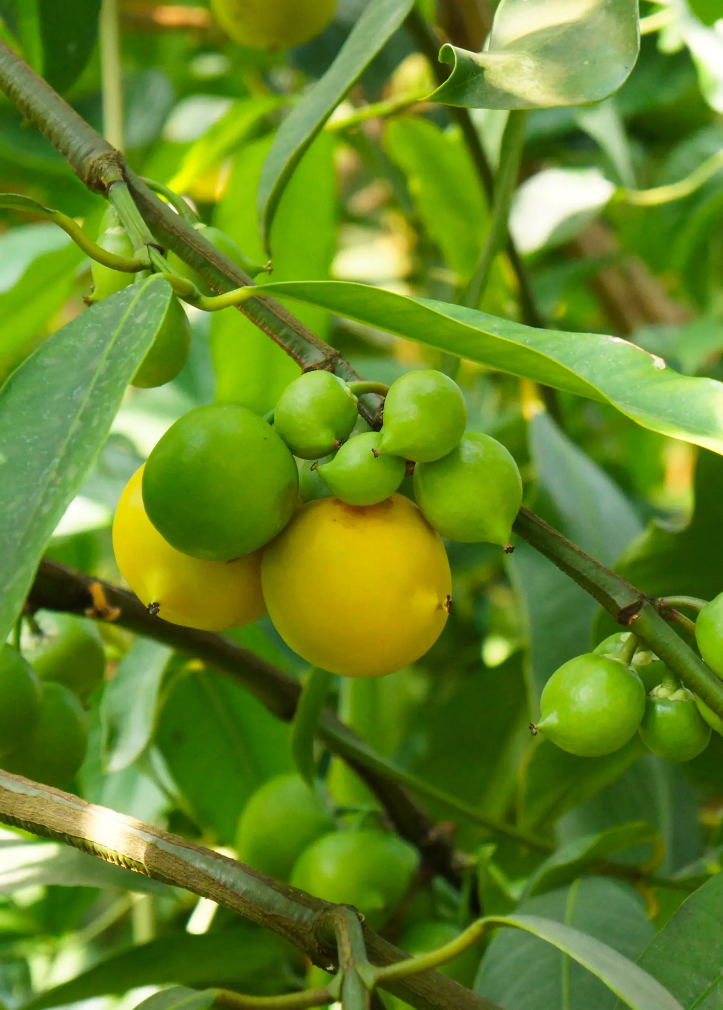 Gamboge Garcinia xanthochymus fruit tree branch with green and yellow fruits Sow Exotic on Tampa Home & Garden Store