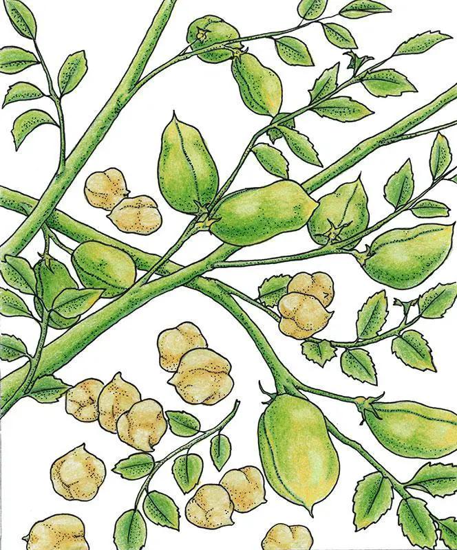 Organic Golden Dragon bush bean seeds with yellow-green pods on branching vines on Tampa Home & Garden Store