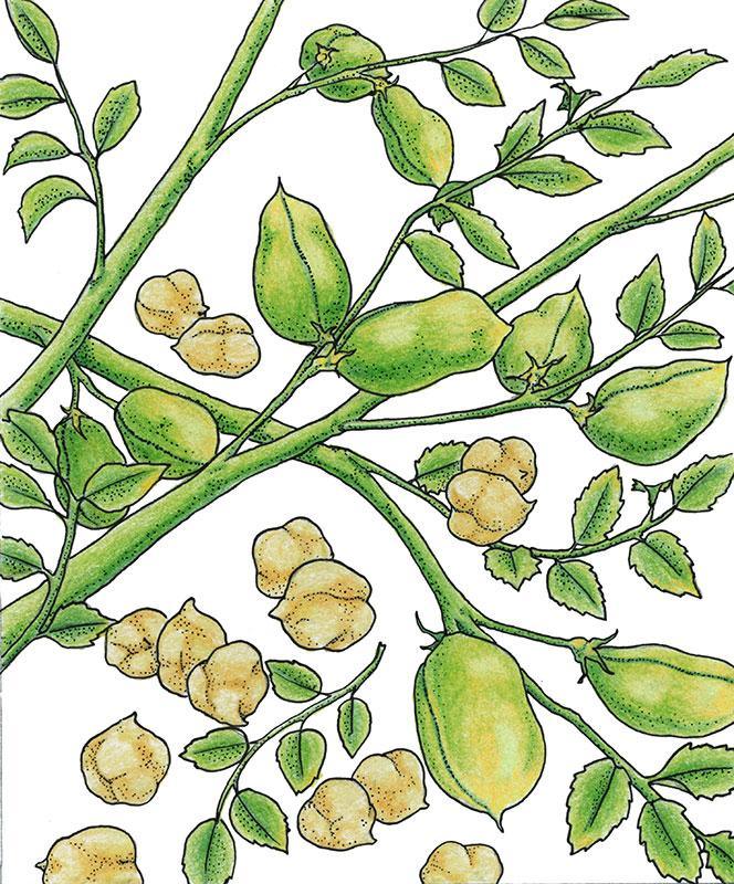 Garbanzo Golden Dragon Bush Bean Seeds (Organic) - Tampa Home & Garden Store