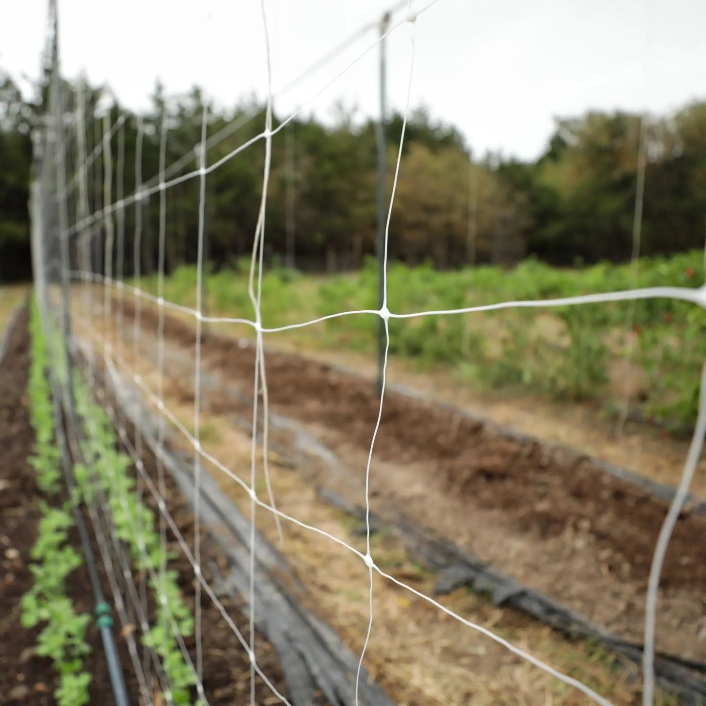 Garden Trellis Netting | 6" Mesh - Tampa soil911.com