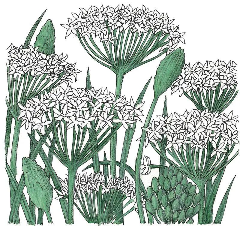 Organic garlic chives seeds, perennial seeds with green stems and white star-shaped umbels on Tampa Home & Garden Store