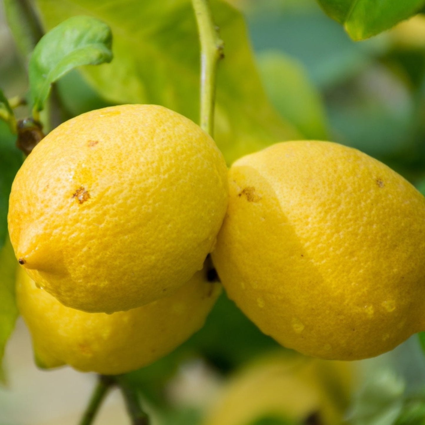 Genoa Lemon Tree with several ripe yellow lemons on bright green foliage on Tampa Home & Garden Store
