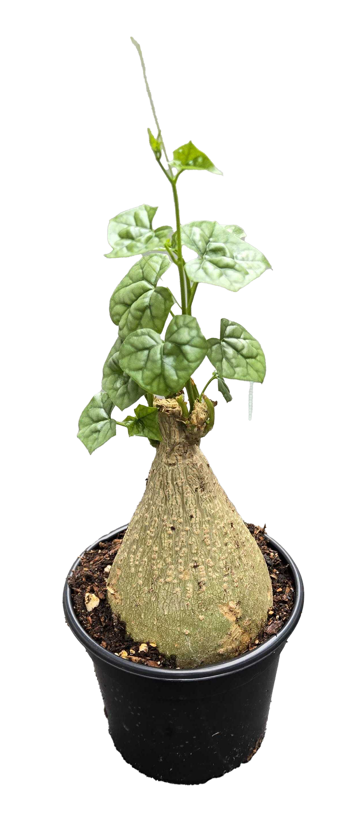 Gerradenthus Macrogizus Big Foot caudex houseplant in 4-inch pot with green lobed leaves on Tampa Home & Garden Store
