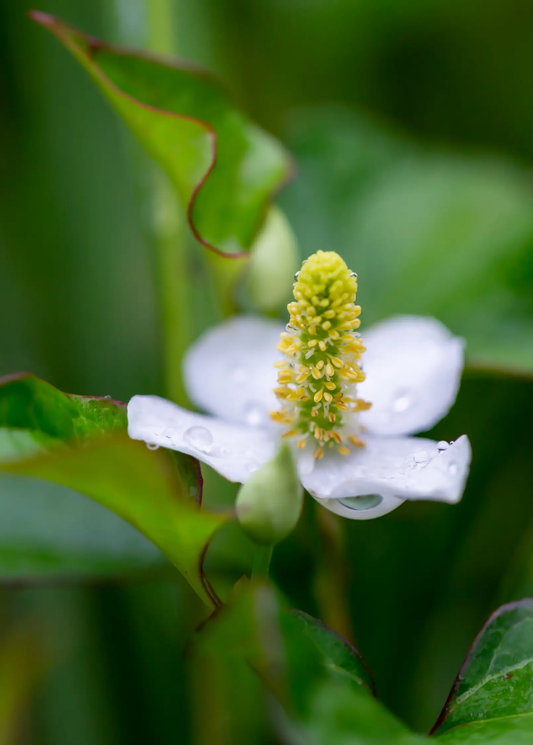 Giap Cá Fish Mint Plant flower with white petals and yellow spike on green foliage on Tampa Home & Garden Store