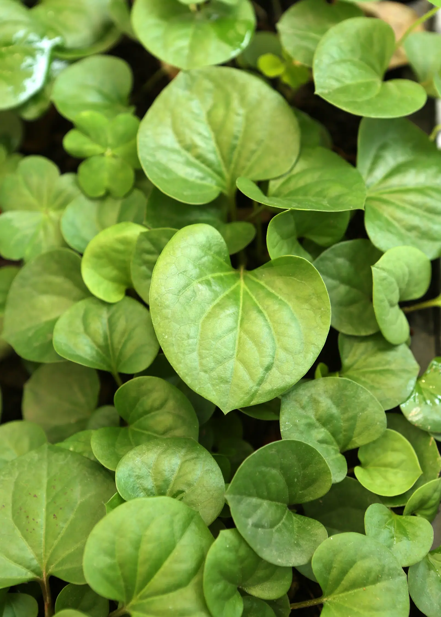 Giap Cá Fish Mint Plant Houttuynia cordata herb, bright green rounded leaves Sow Exotic on Tampa Home & Garden Store