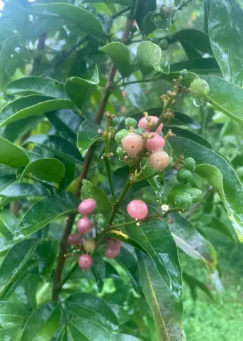 Gin Berry Tree fruiting plant with clusters of pink berries on green leaves Sow Exotic on Tampa Home & Garden Store