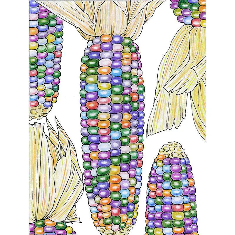 Glass Gem Corn Seeds Organic Heirloom variety with three multicolor ears on Tampa Home & Garden Store
