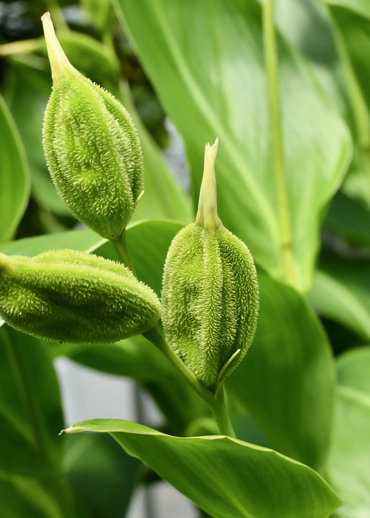 Golden Canna Plant seed pods, multiple green textured buds Sow Exotic on Tampa Home & Garden Store