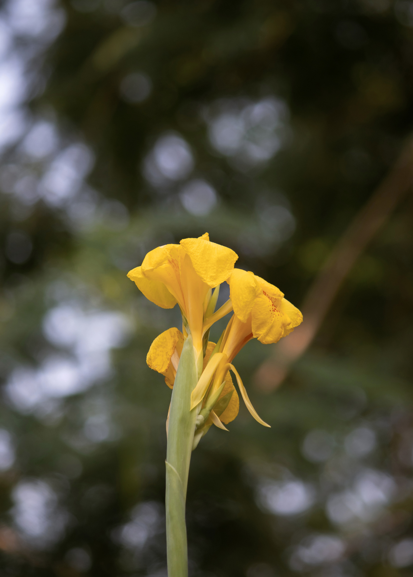 Golden Canna Plant Canna flaccida with yellow bloom on tall green stem on Tampa Home & Garden Store